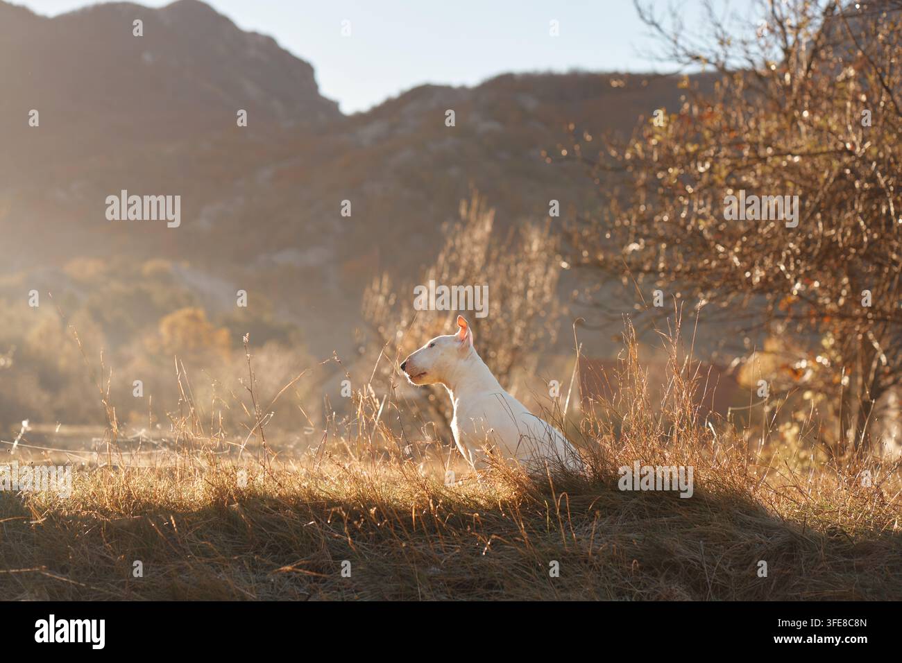 Cane Bull Terrier riposa tra l'erba alta illuminata dal sole con picchi frastagliati sullo sfondo. La campagna autunnale calda offre un ambiente tranquillo per escursioni, viaggi e Foto Stock