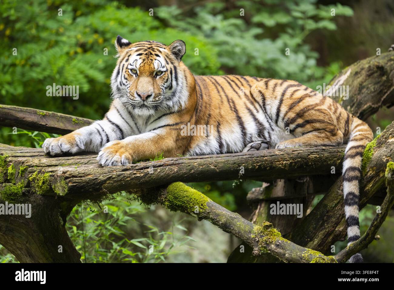 Tigre siberiana Foto Stock