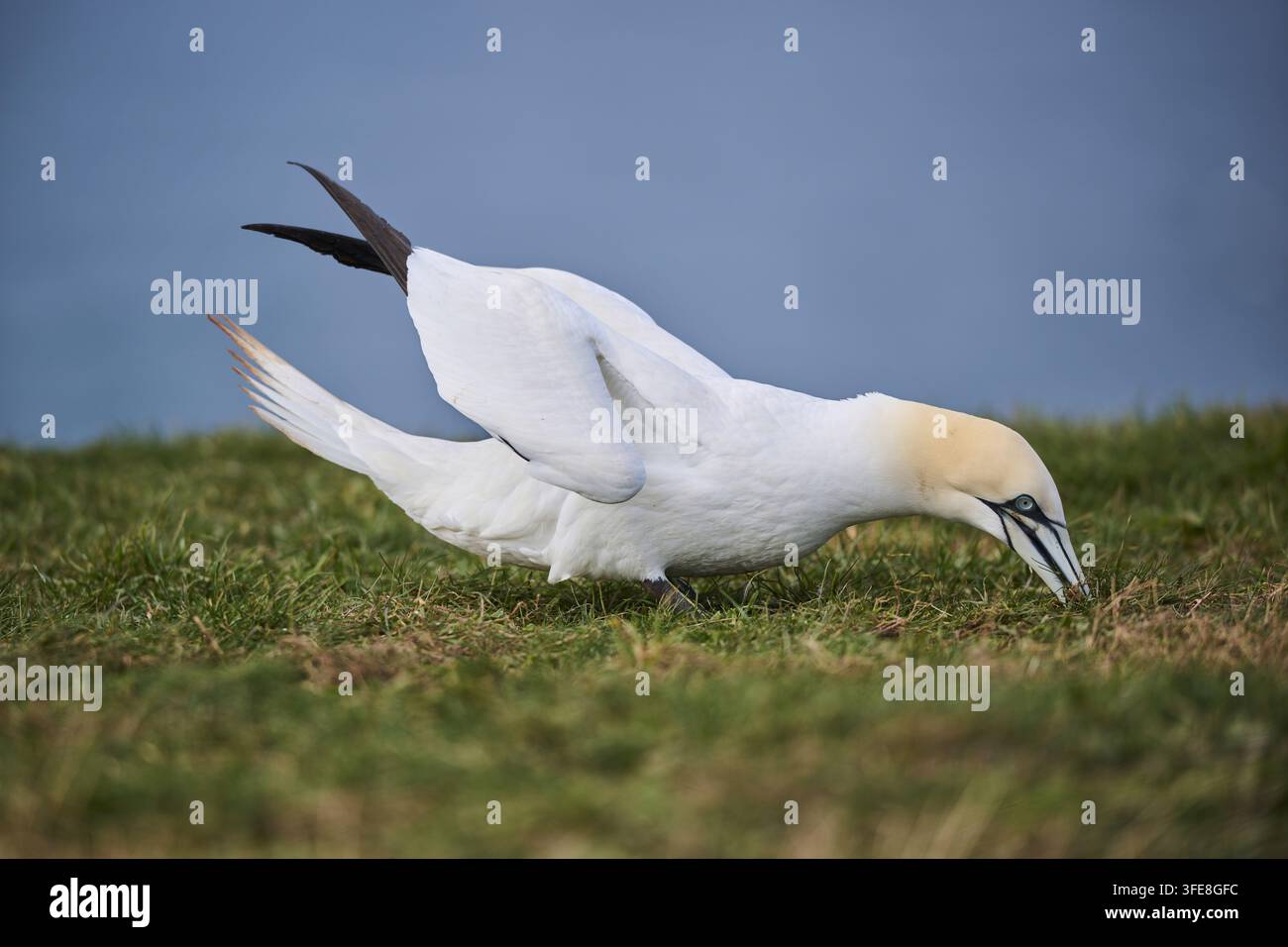 Gannett Foto Stock