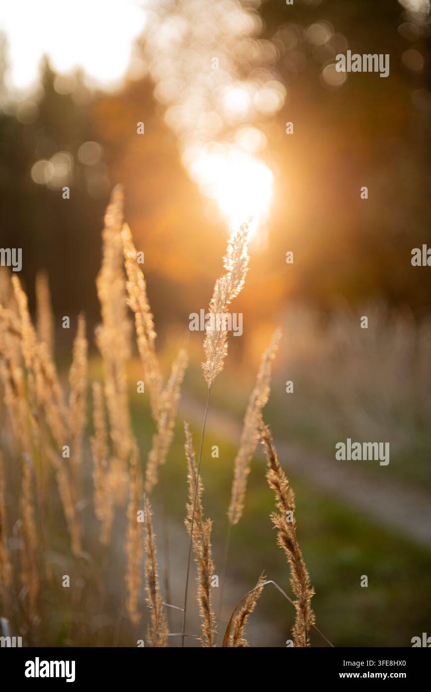 Spighette d'erba secca illuminate dalla calda luce dorata del tramonto lungo un sentiero in autunno Foto Stock
