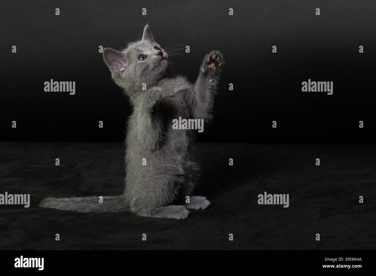 Gattino Russian Blue in piedi sulle zampe posteriori Foto Stock