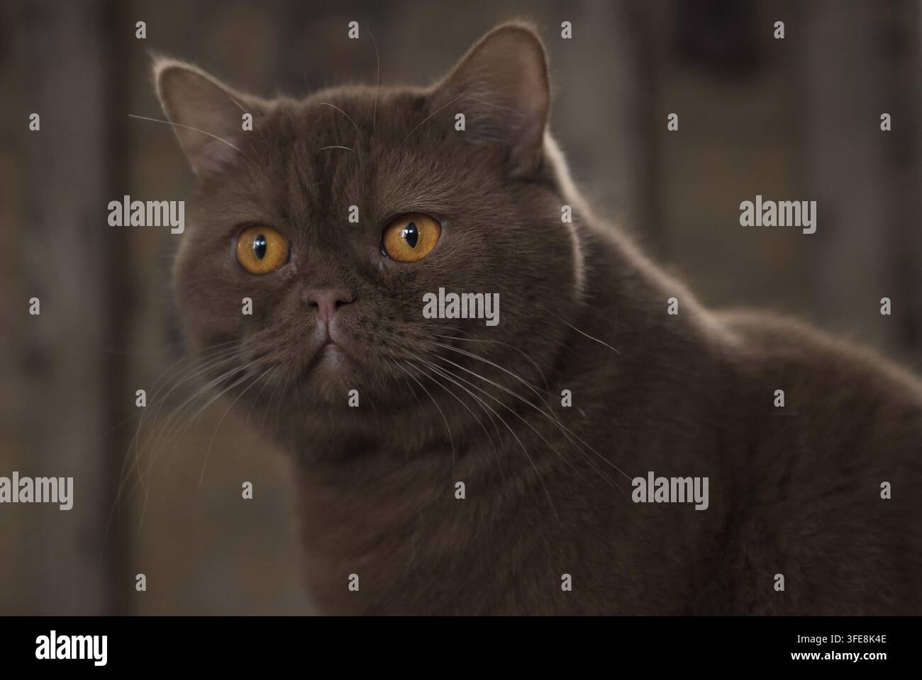 Gatto British Shorthair con occhi arancioni sorprendenti Foto Stock