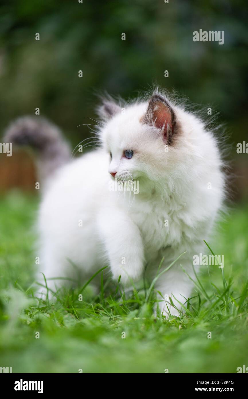 Ragdoll Foto Stock