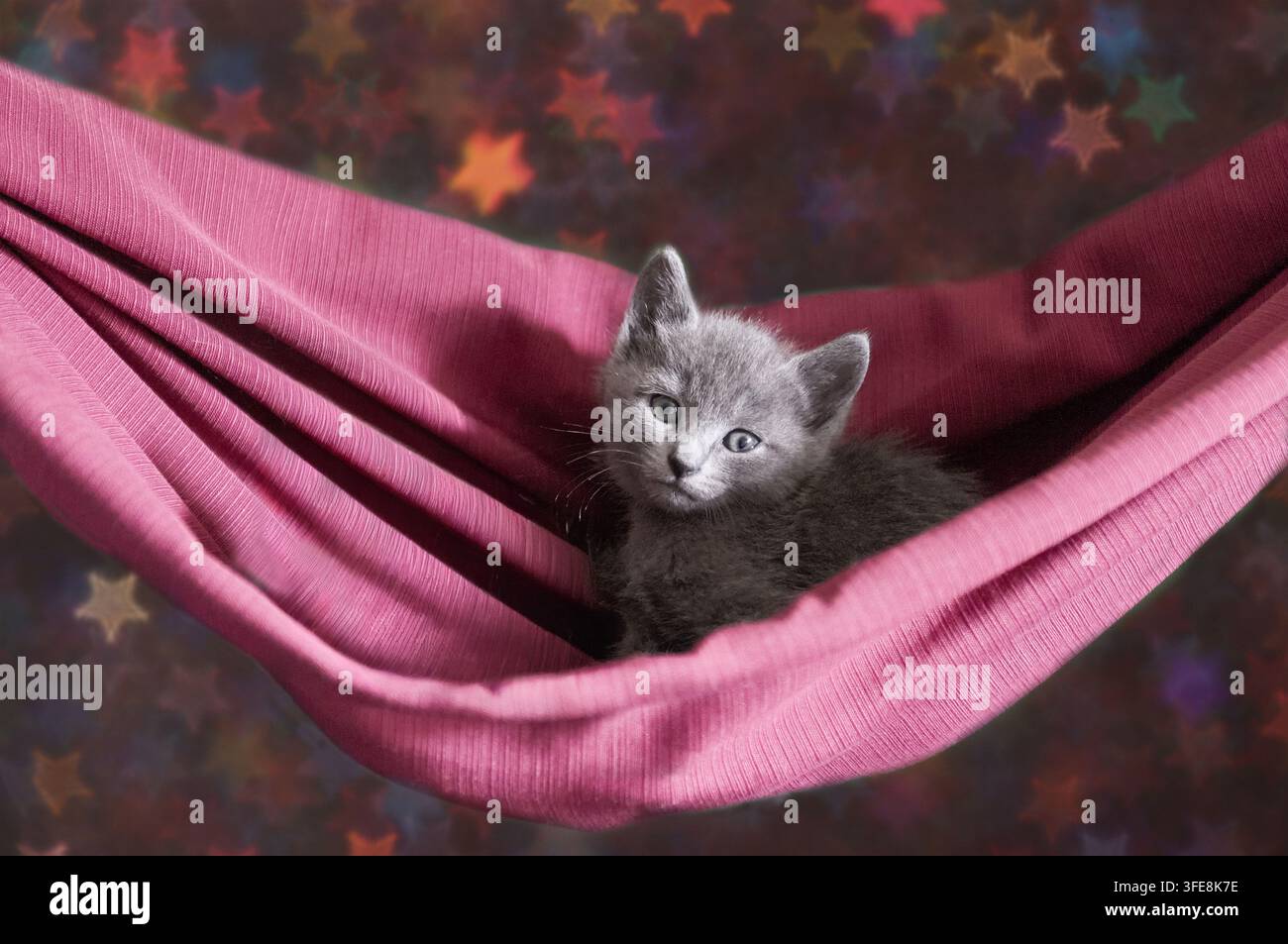 Gattino Russian Blue che riposa in un'amaca rosa Foto Stock