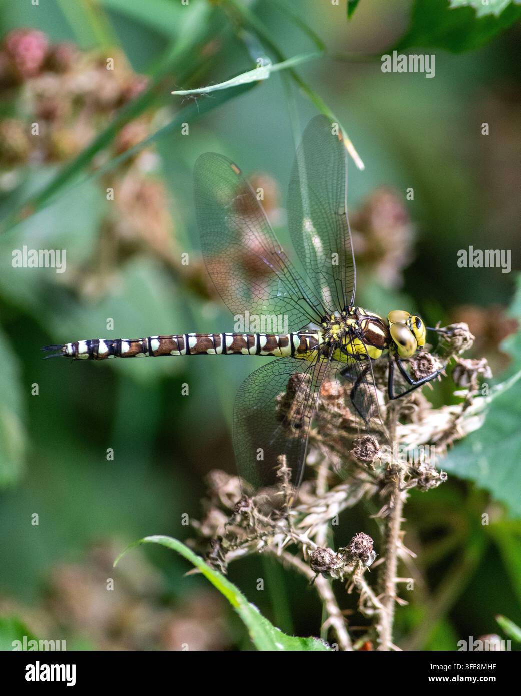 Hawker femmina del Sud Foto Stock