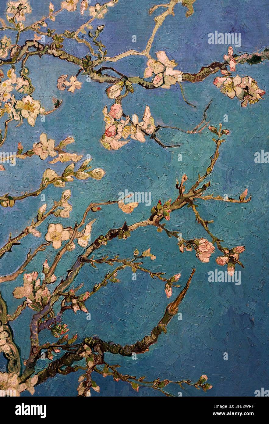Fioritura delle mandorle, 1890, Vincent van Gogh (Zundert 1853 - Auvers-sur-Oise 1890), Museo Van Gogh, Amsterdam, Paesi Bassi Foto Stock