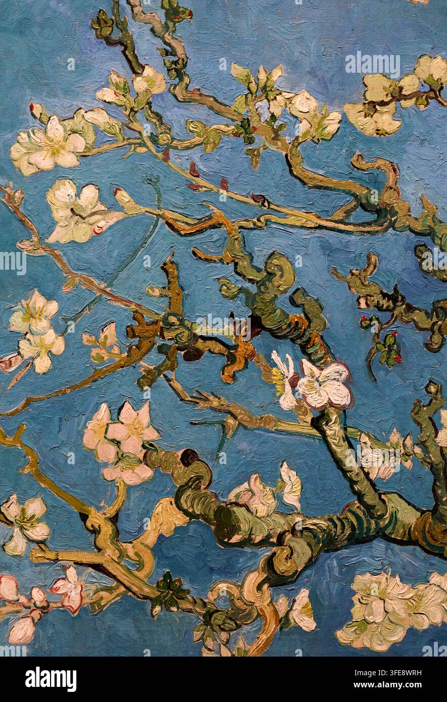 Fioritura delle mandorle, 1890, Vincent van Gogh (Zundert 1853 - Auvers-sur-Oise 1890), Museo Van Gogh, Amsterdam, Paesi Bassi Foto Stock