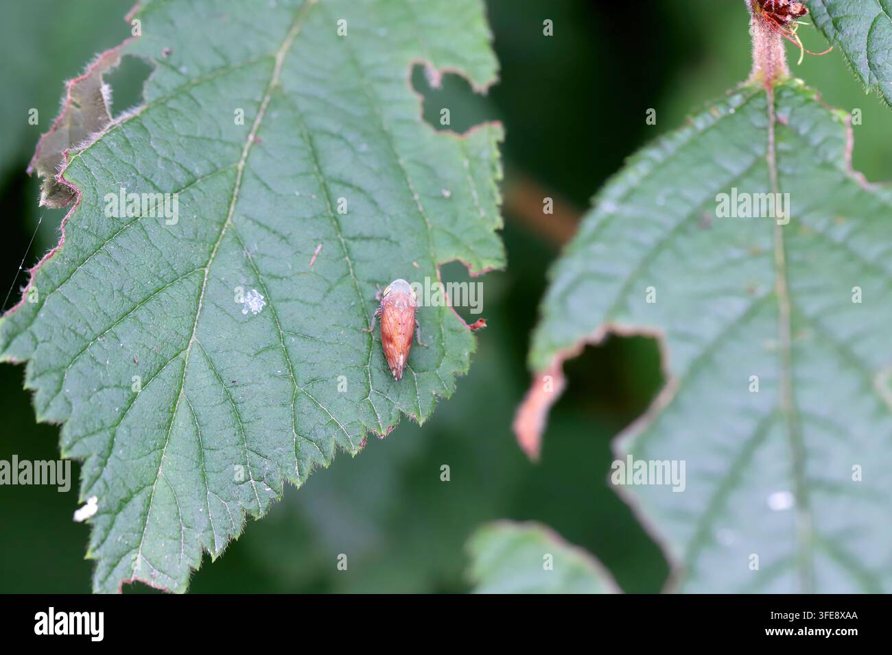 Fieberiella florii nota come cicala del ligustro, altri nomi comuni includono Flor's e cicala della ciliegia. Esemplare adulto che si nutre della linfa di un ciliegio Foto Stock