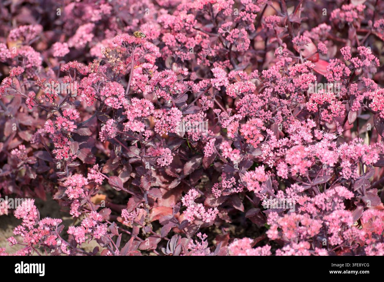 Un primo piano, un mezzo piano cattura un fitto grappolo di fiori di sedum rosa in fiore, noti anche come joubarbe. I piccoli fiori a forma di stella sono fittamente ammassati Foto Stock