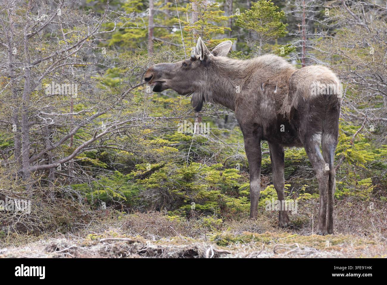 Alce che bruca ramoscelli nella foresta Foto Stock
