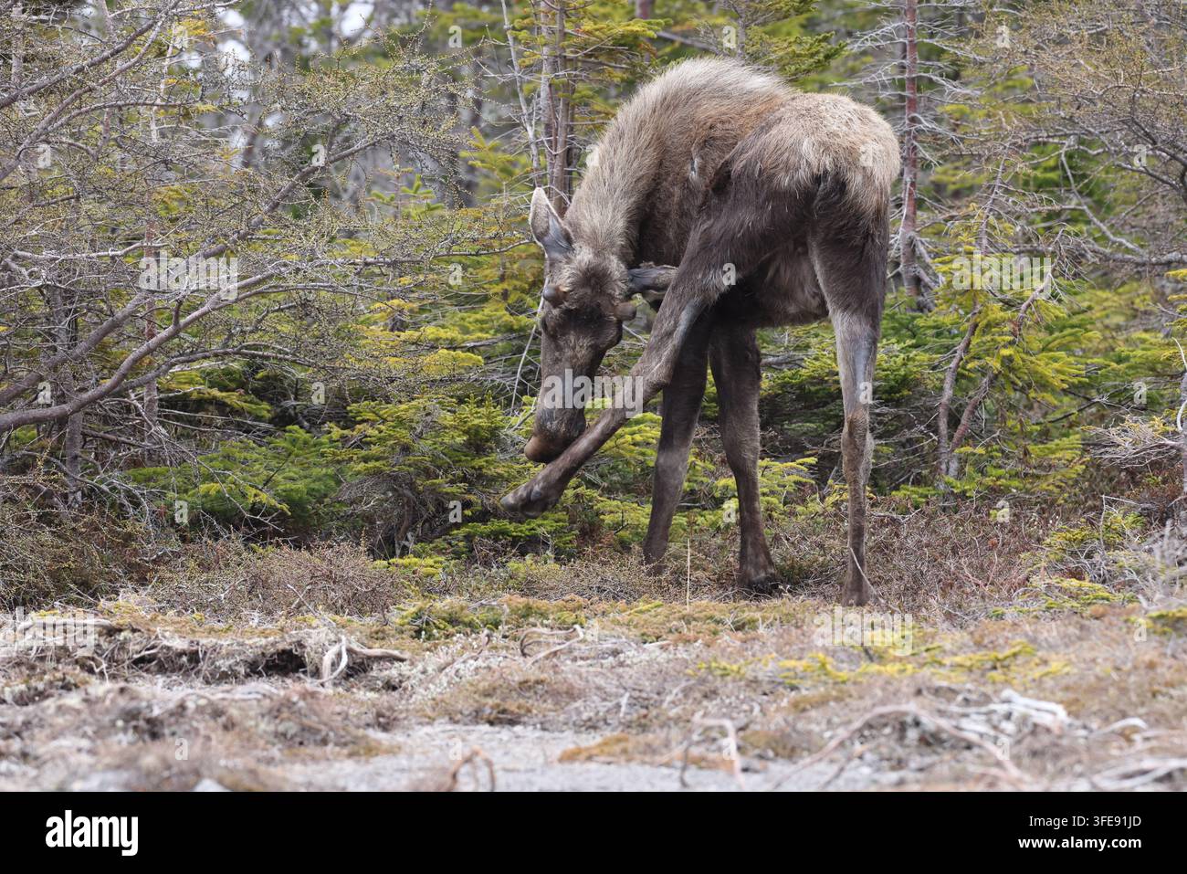 Alce che bruca nella foresta Foto Stock