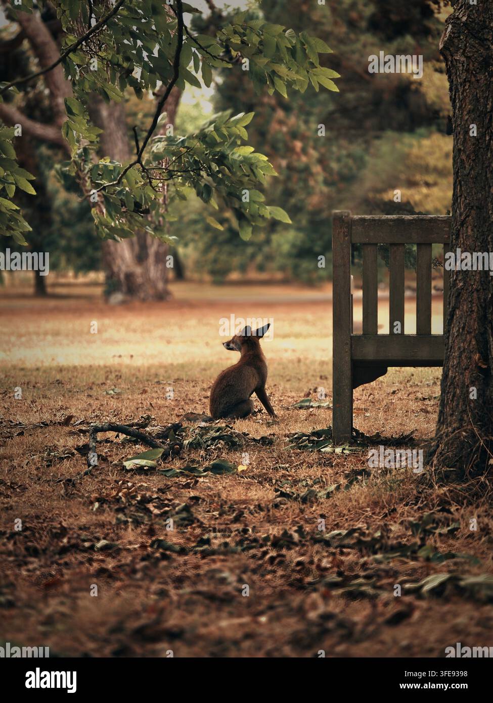 Volpe rossa europea (Vulpes vulpes) che riposa in un parco tranquillo circondato da foglie autunnali cadute Foto Stock