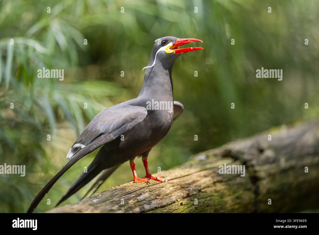 Sterna inca Foto Stock