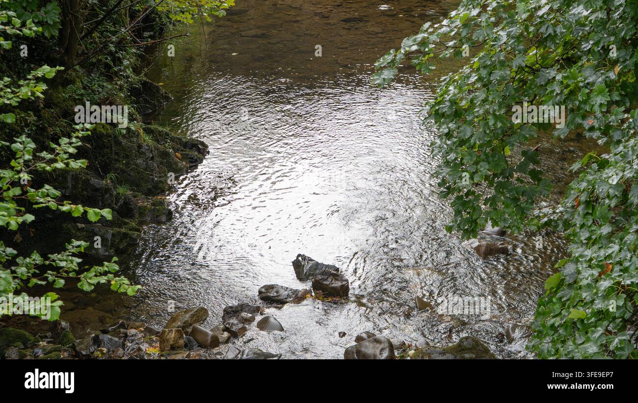 Ruscello poco profondo con acqua dolce increspata e riflessi naturali incorniciati da rigogliose foglie di acero verdi che sovrastano una riva rocciosa in una serena britannica Foto Stock