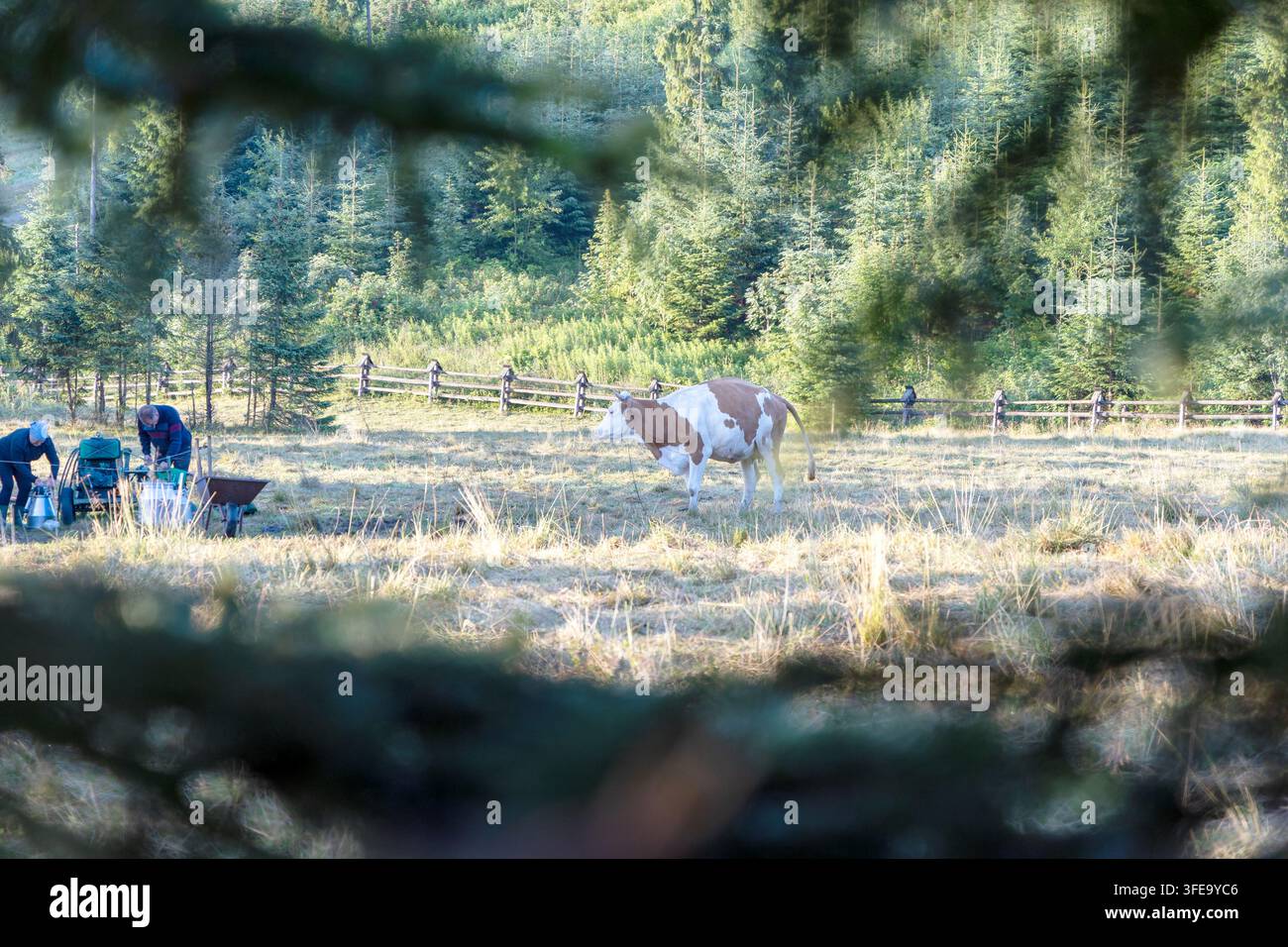 Agricoltori che utilizzano attrezzature portatili per mungere le mucche in un pascolo aperto e soleggiato vicino a una foresta sempreverde lussureggiante. Foto Stock