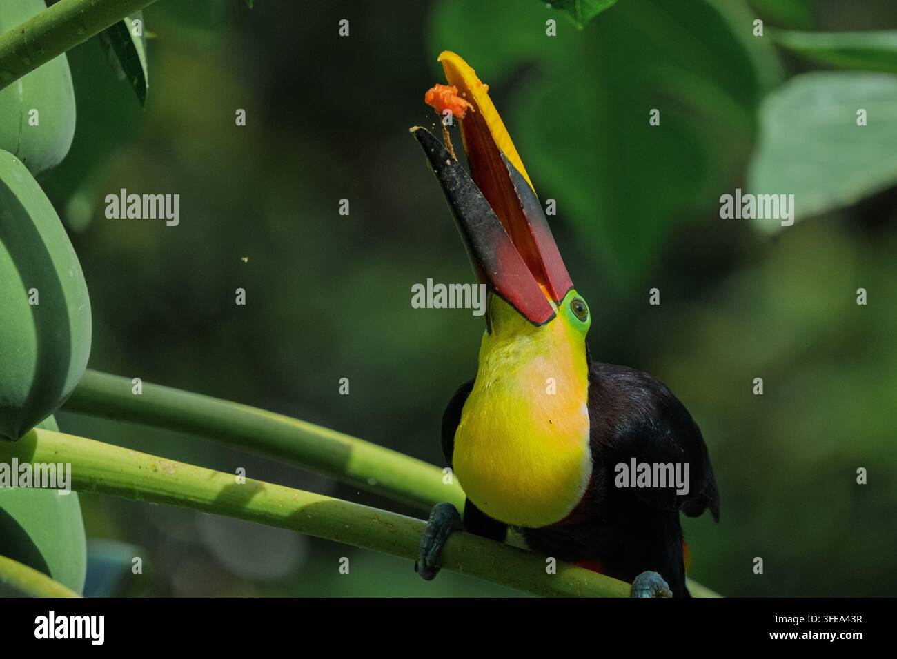 Il bellissimo Tucano dal collare giallo è un uccello grande e visivamente suggestivo che ho fotografato nella foresta pluviale del Costa Rica Foto Stock