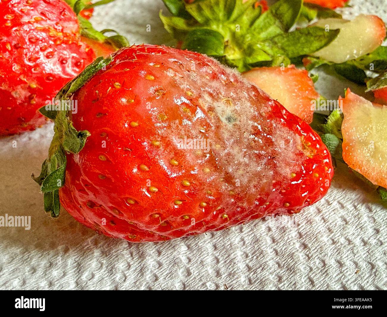 Vista ravvicinata di una fragola con muffa fresca che cresce sulla sua superficie. Foto Stock