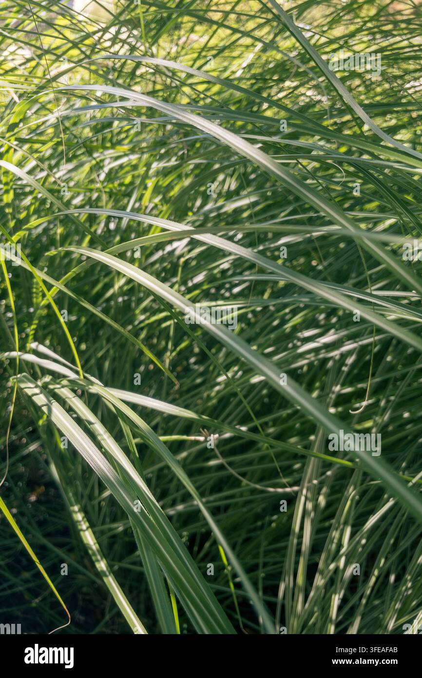 Texture di lame d’erba ornamentale Miscanthus verde lussureggiante in un giardino esterno soleggiato. - Immagine stock catturata con smartphone