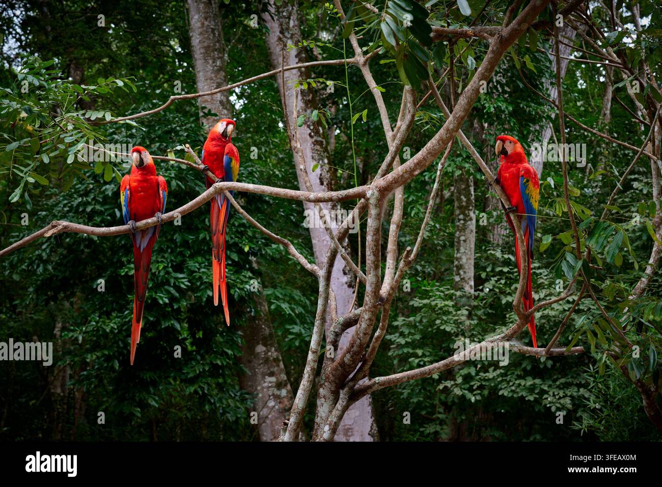 tre pappagalli rossi appollaiati su rami nella foresta pluviale tropicale Foto Stock
