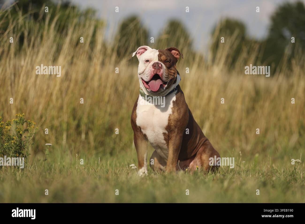 Olde English Bulldog Foto Stock