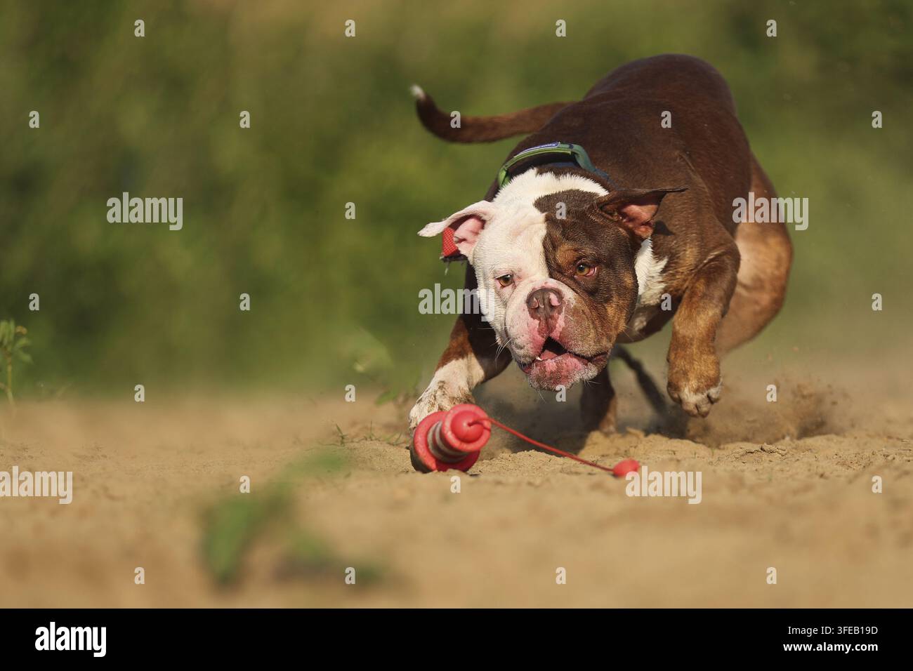 Olde English Bulldog Foto Stock