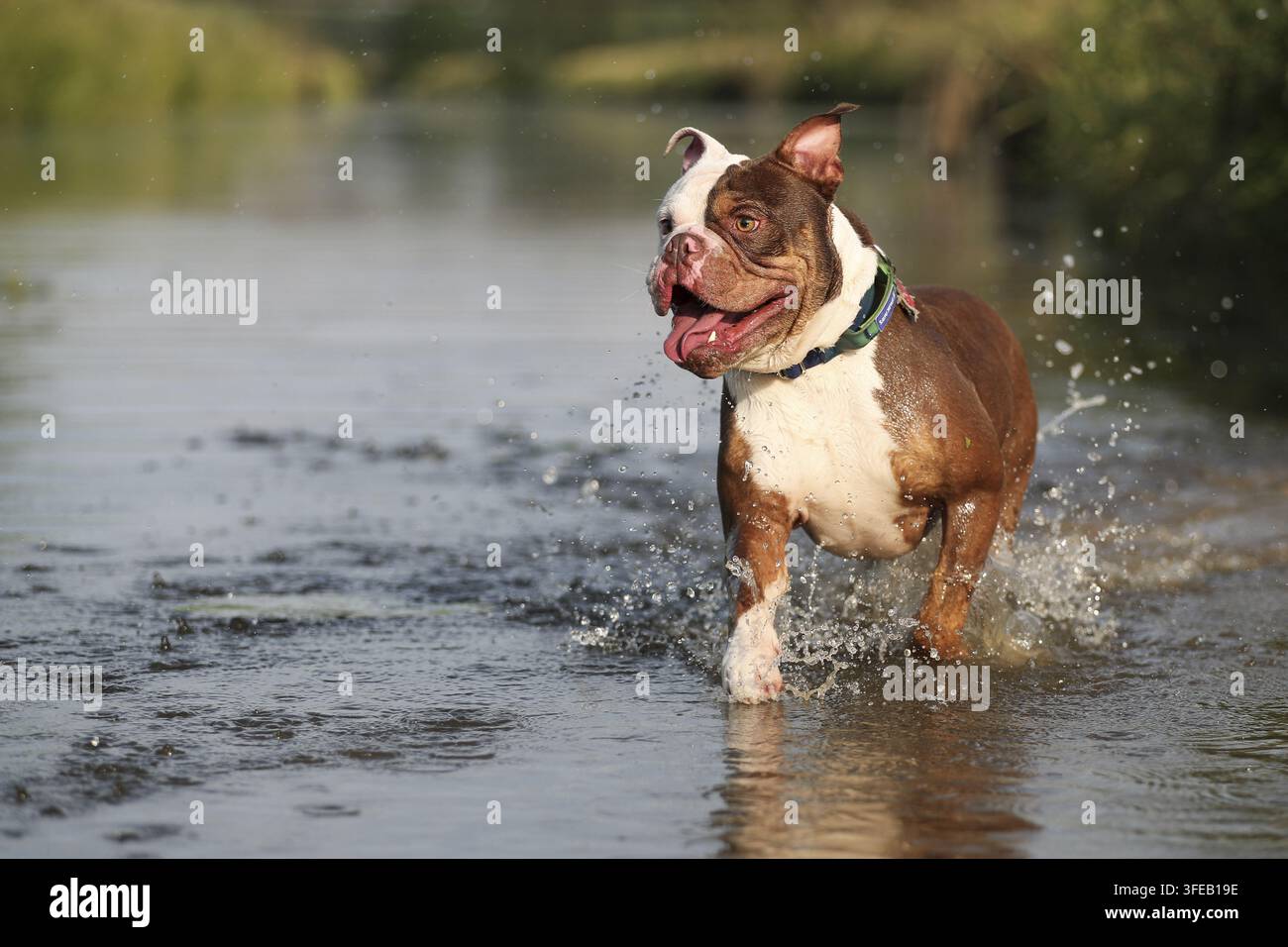 Olde English Bulldog Foto Stock