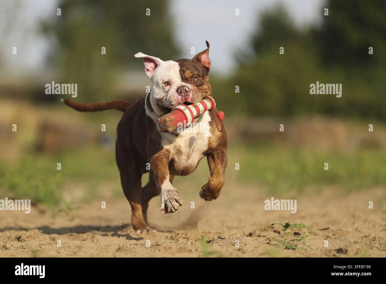 Olde English Bulldog Foto Stock