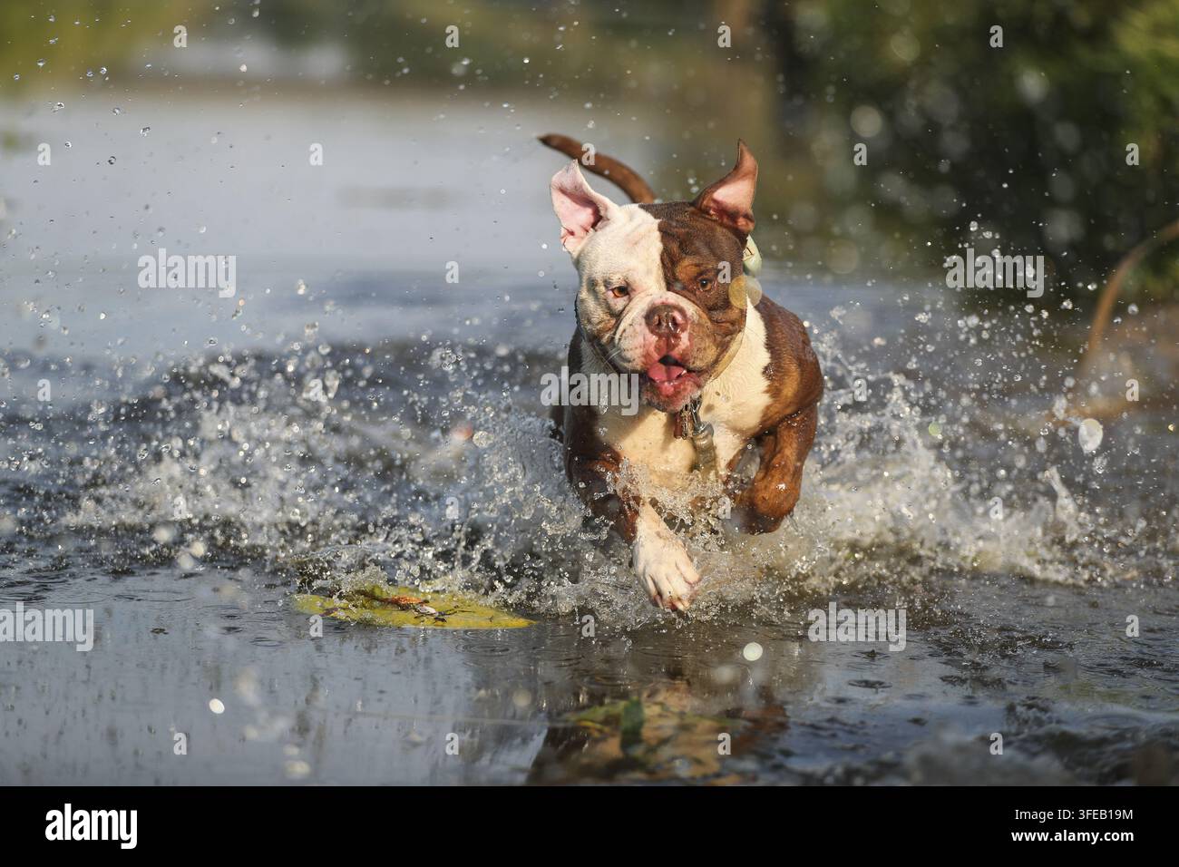Olde English Bulldog Foto Stock
