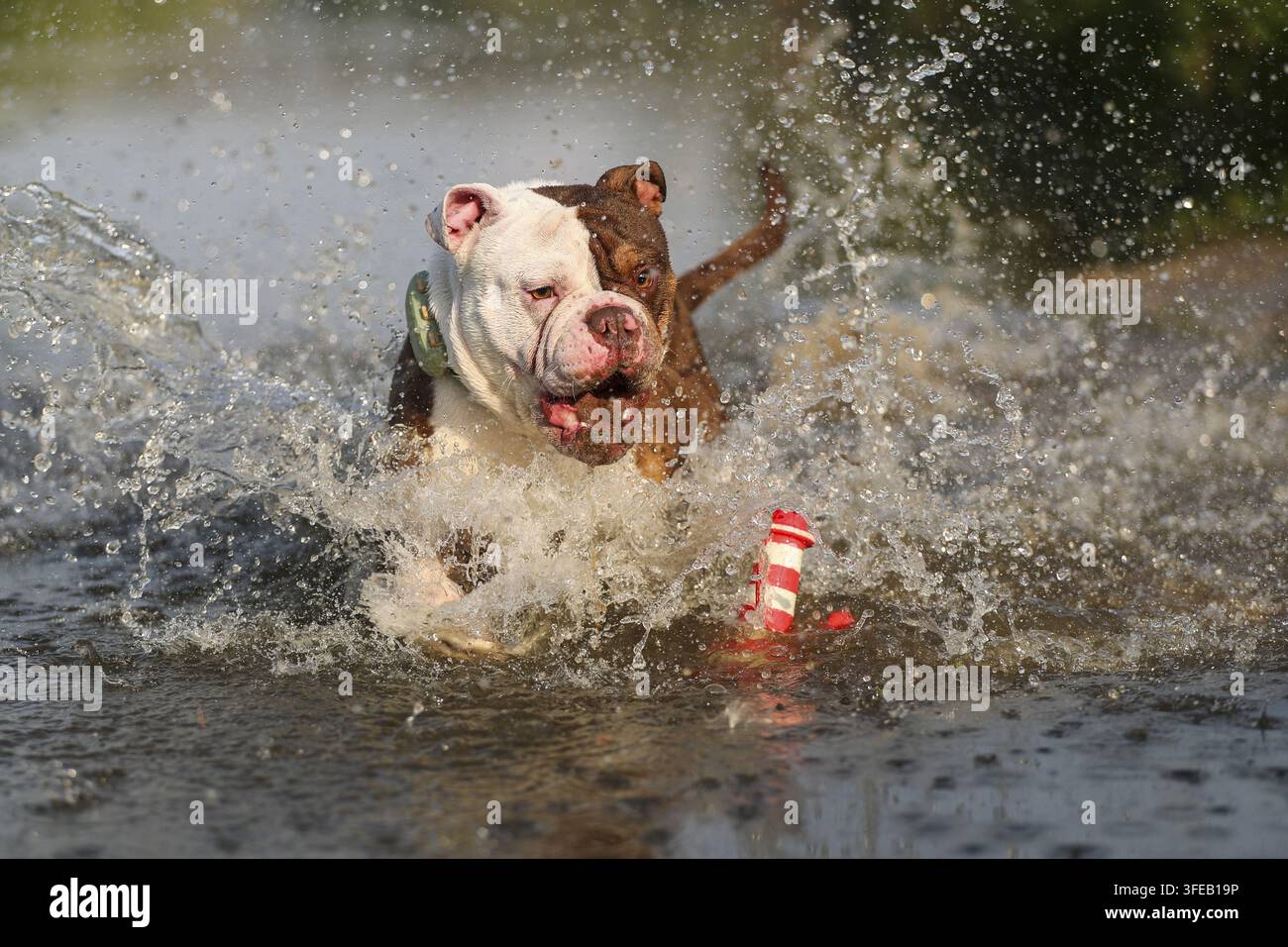 Olde English Bulldog Foto Stock