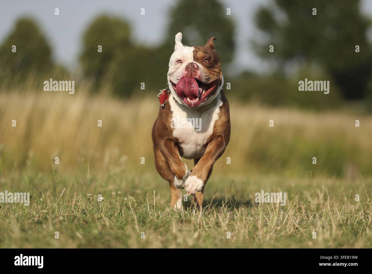 Olde English Bulldog Foto Stock