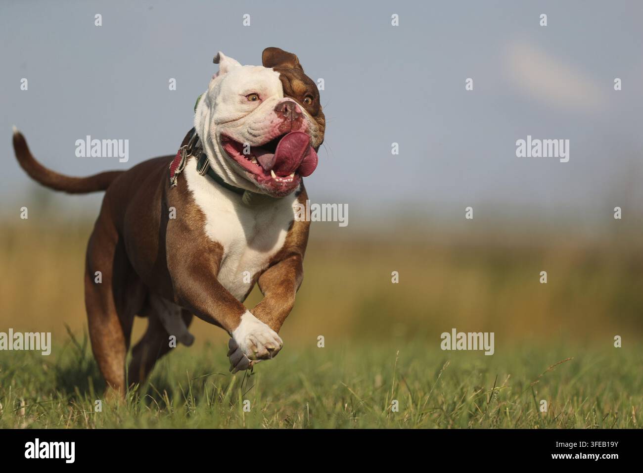Olde English Bulldog Foto Stock