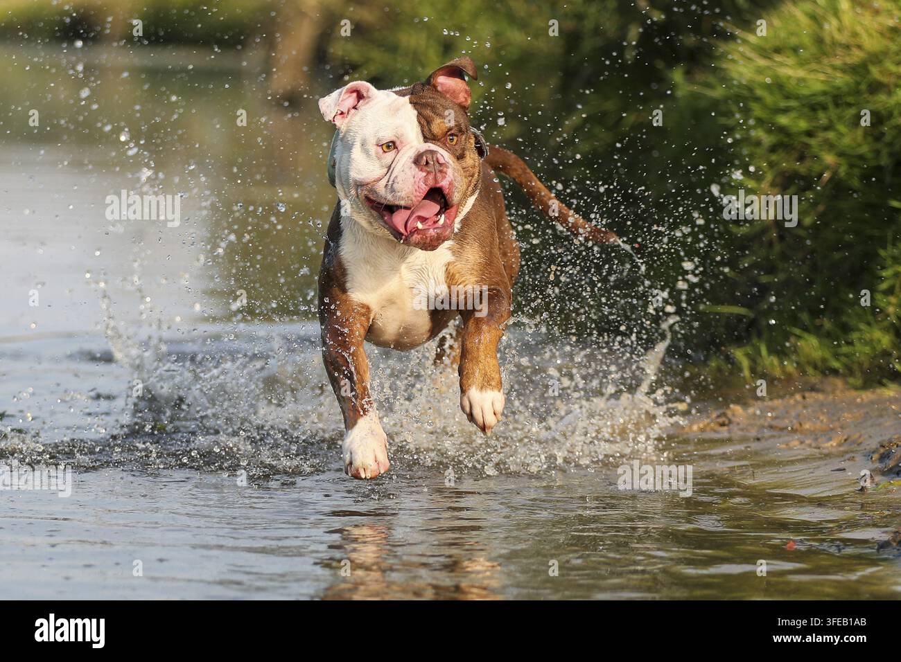 Olde English Bulldog Foto Stock