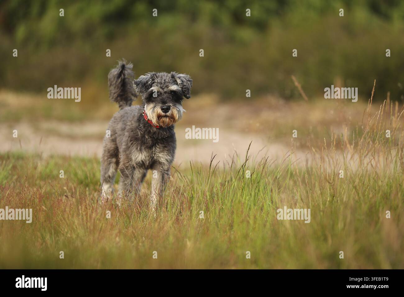 Schnauzer standard Foto Stock