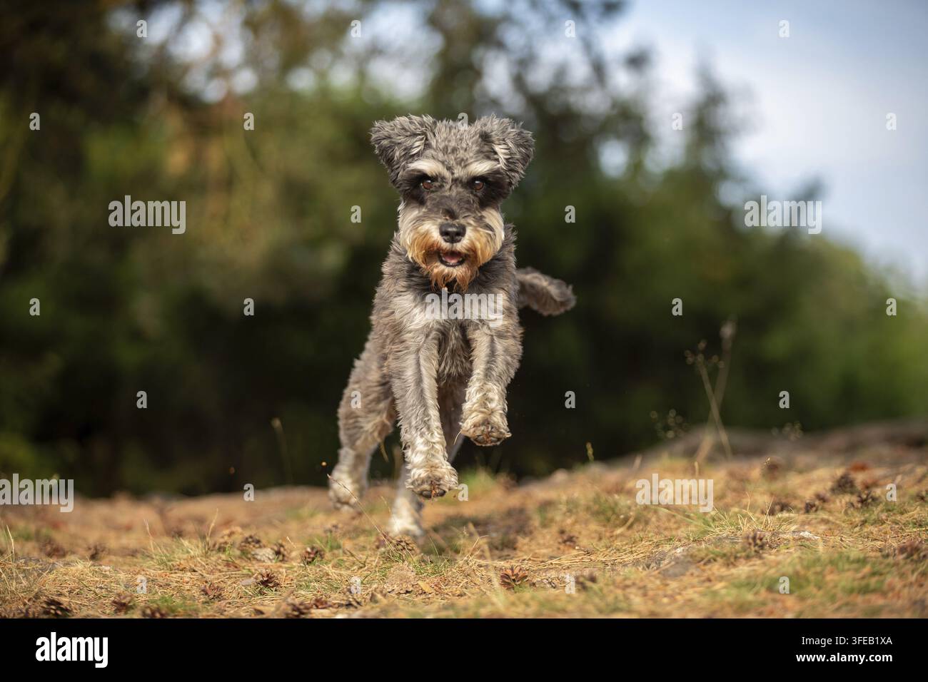 Schnauzer standard Foto Stock