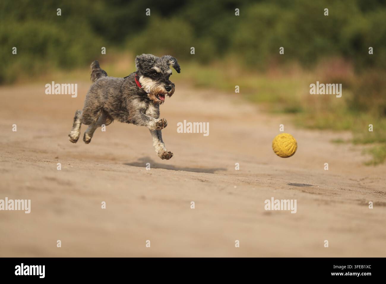 Schnauzer standard Foto Stock
