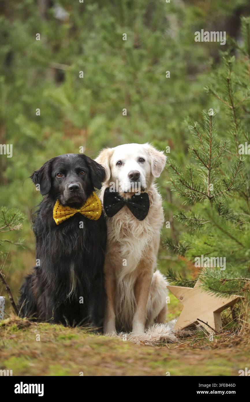 Il Golden Retriever Foto Stock