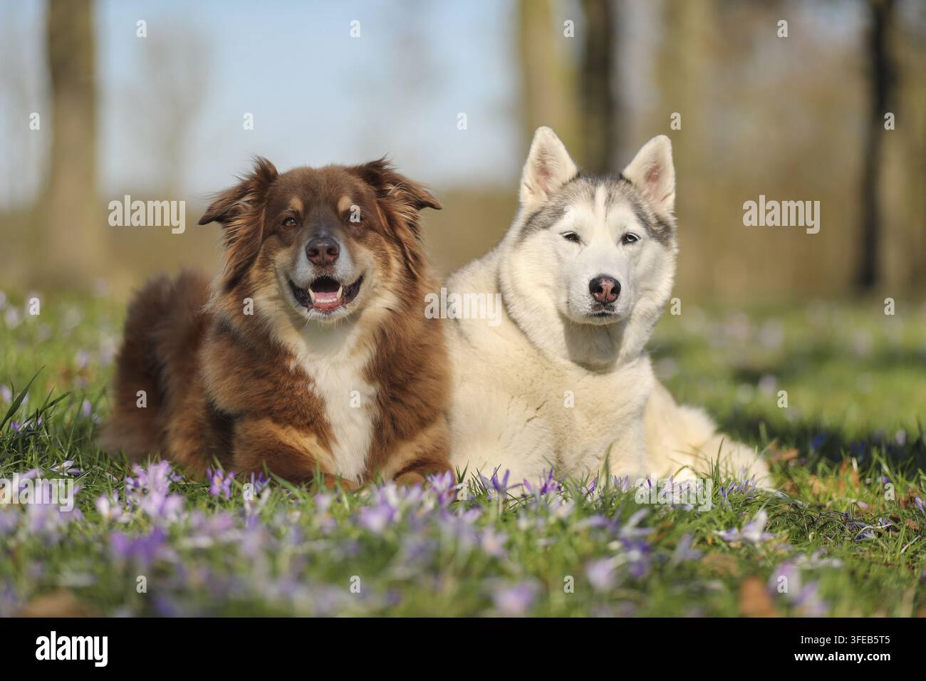 Pastore australiano e husky siberiano Foto Stock
