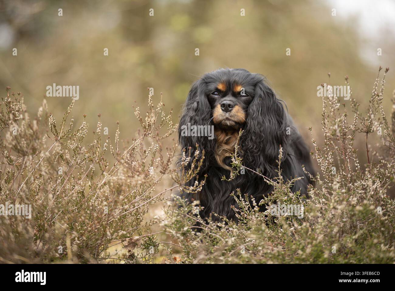 Cavalier King Charles Spaniel Foto Stock
