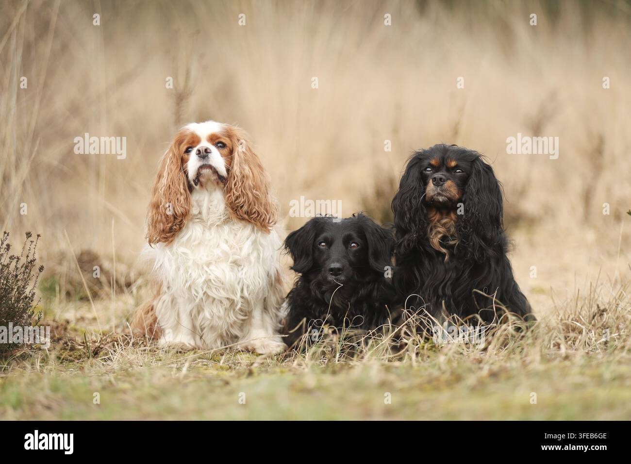 Cavalier King Charles Spaniel e Meticcio Foto Stock