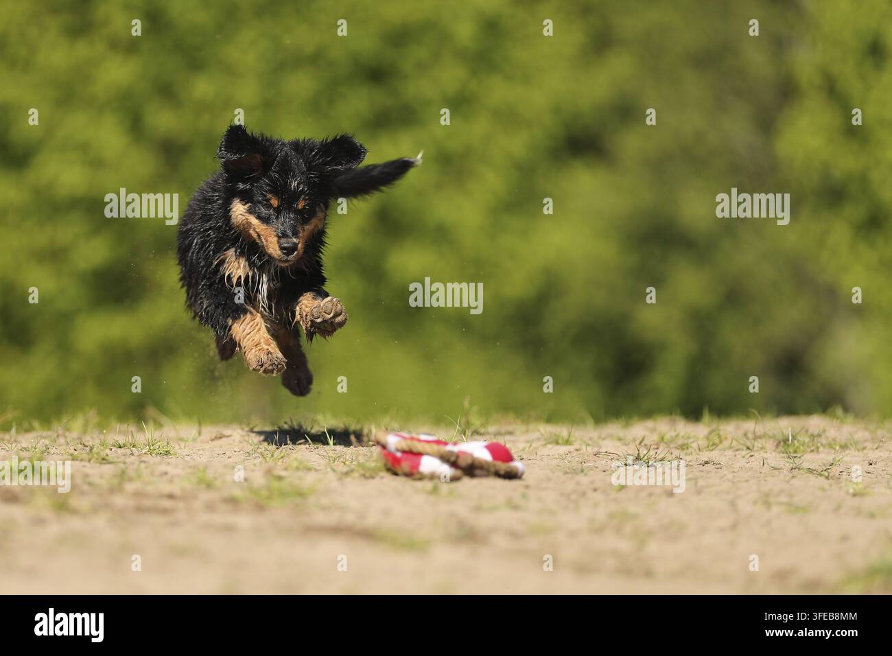 Cucciolo di pastore australiano in miniatura Foto Stock