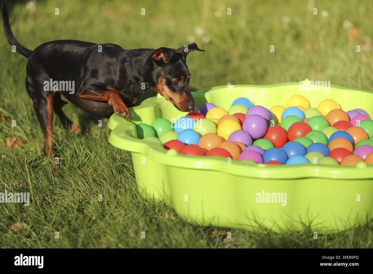 Pinscher in miniatura Foto Stock