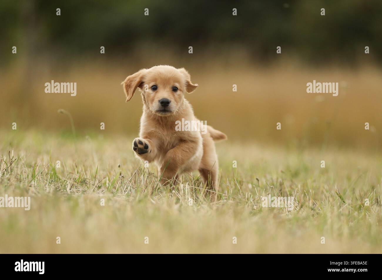 Golden Retriever cucciolo Foto Stock