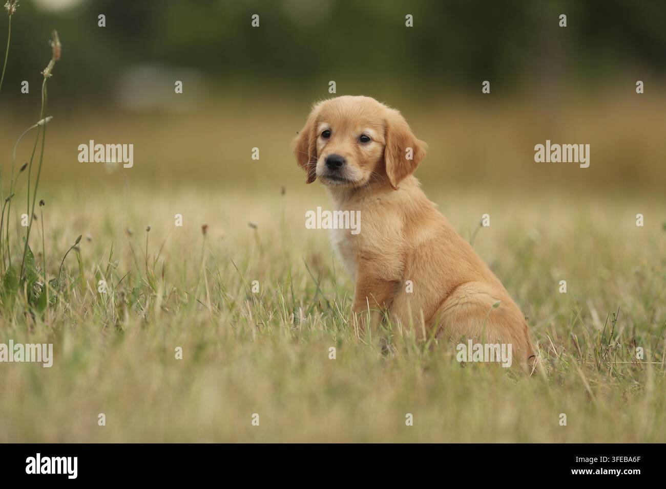 Golden Retriever cucciolo Foto Stock