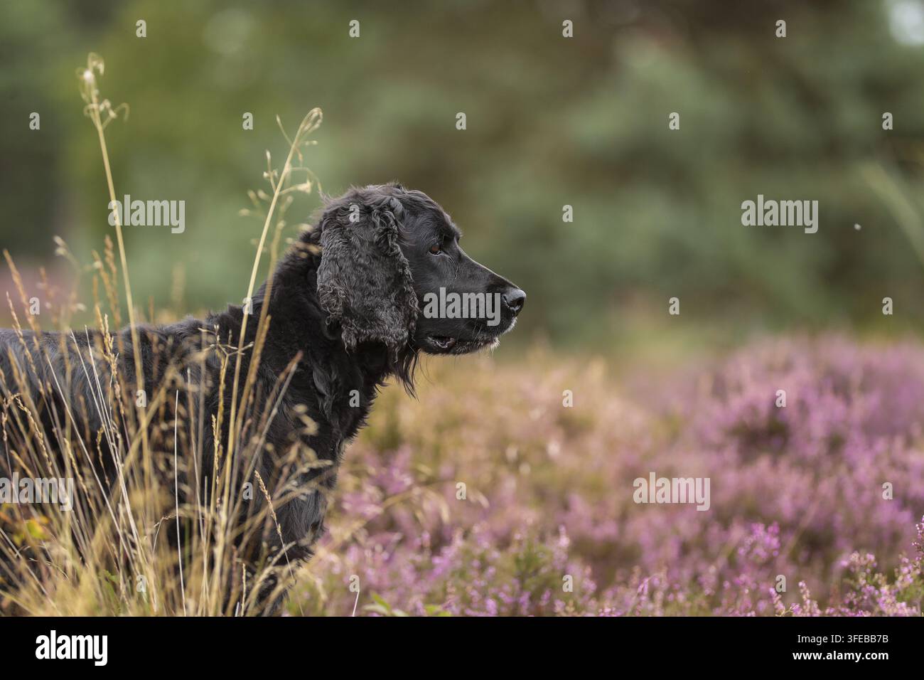 Nero lavoro Cocker Spaniel Foto Stock