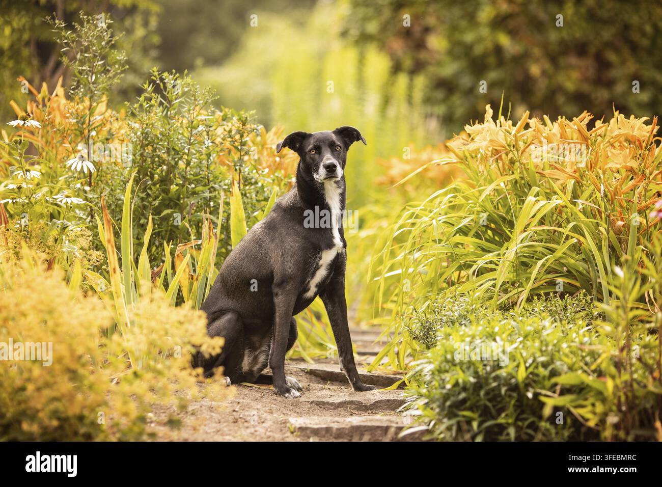 Mischling Husky-Weimaraner Foto Stock
