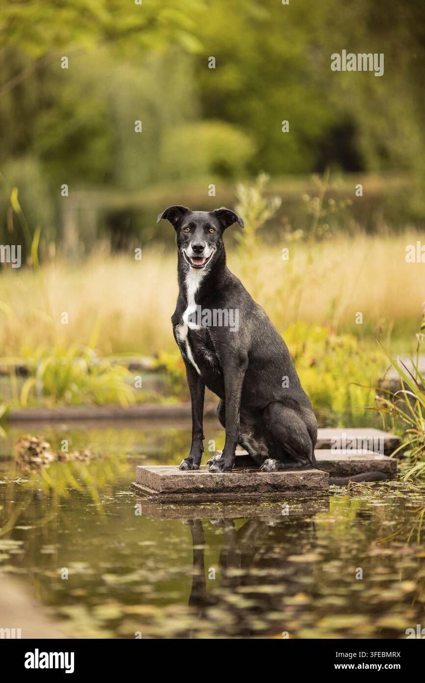 Mischling Husky-Weimaraner Foto Stock