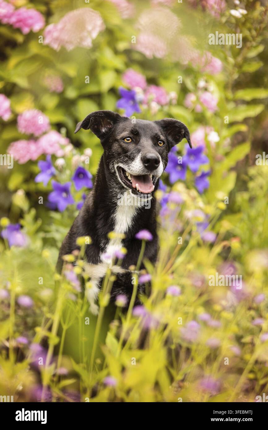 Mischling Husky-Weimaraner Foto Stock