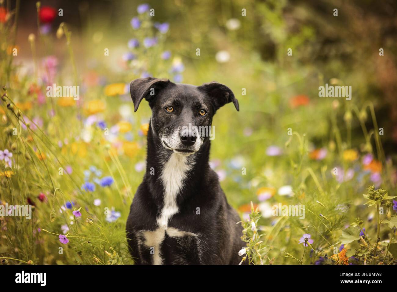 Mischling Husky-Weimaraner Foto Stock