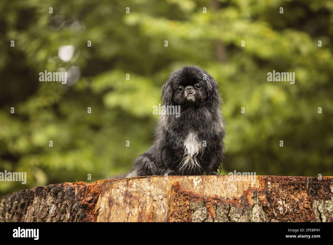 Pechinese Foto Stock