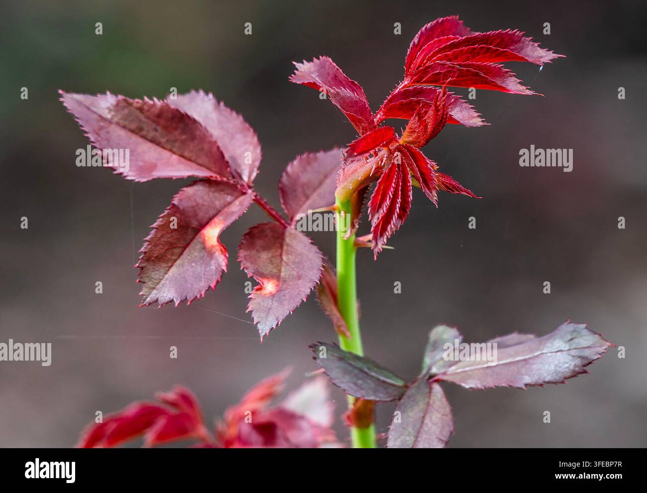 Giovani foglie rosso-violetti brillanti che emergono dalla sommità di uno stelo verde, dritto e pulito. Foto Stock